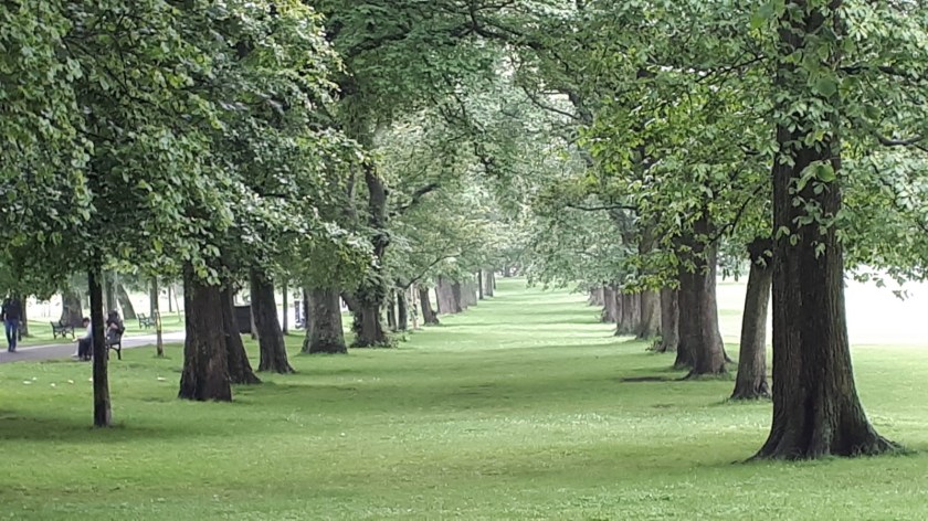 Trees in the Meadows