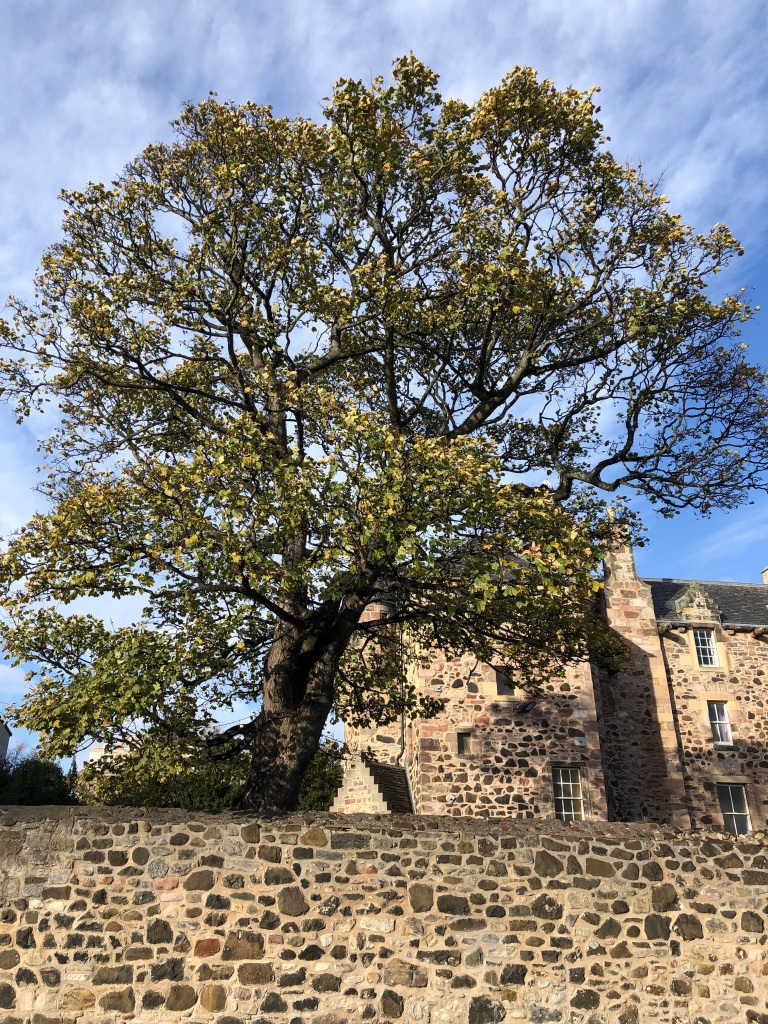 Tree, stone wall and historic building.